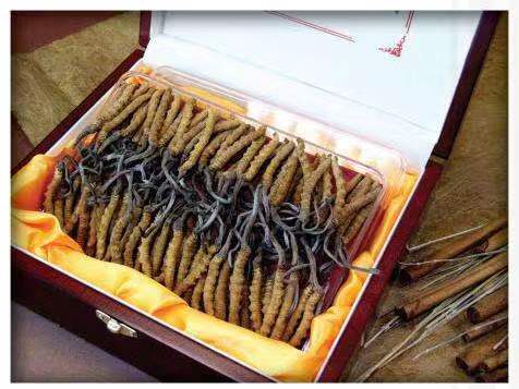 明水冬虫夏草回收